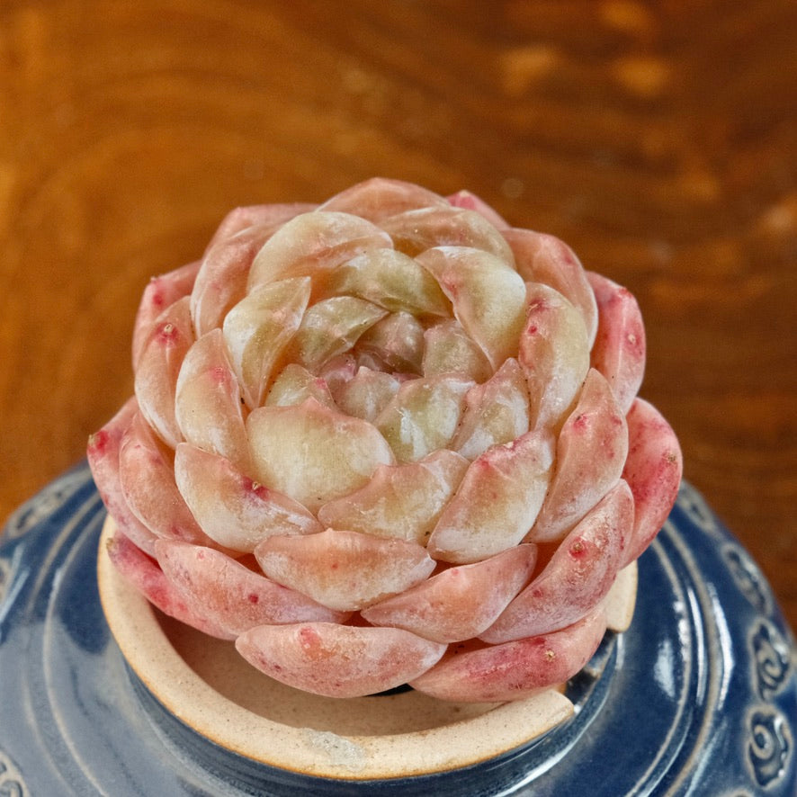 Echeveria Jelly hybrid Imported Succulent Plant
