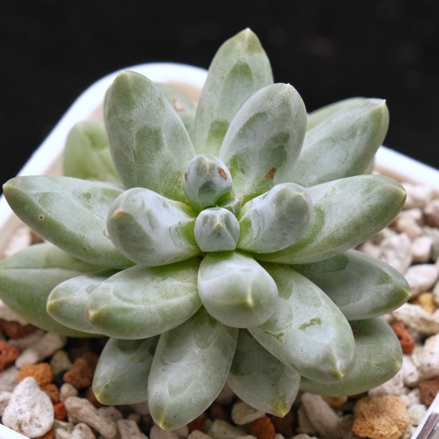 Pachyveria Organic Candy Korean Succulent Plant