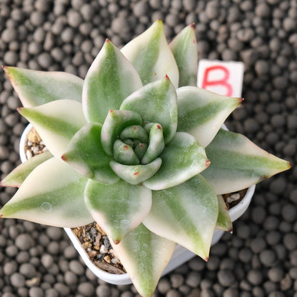 Variegated Echeveria Elkhorn Korean Succulent Plant