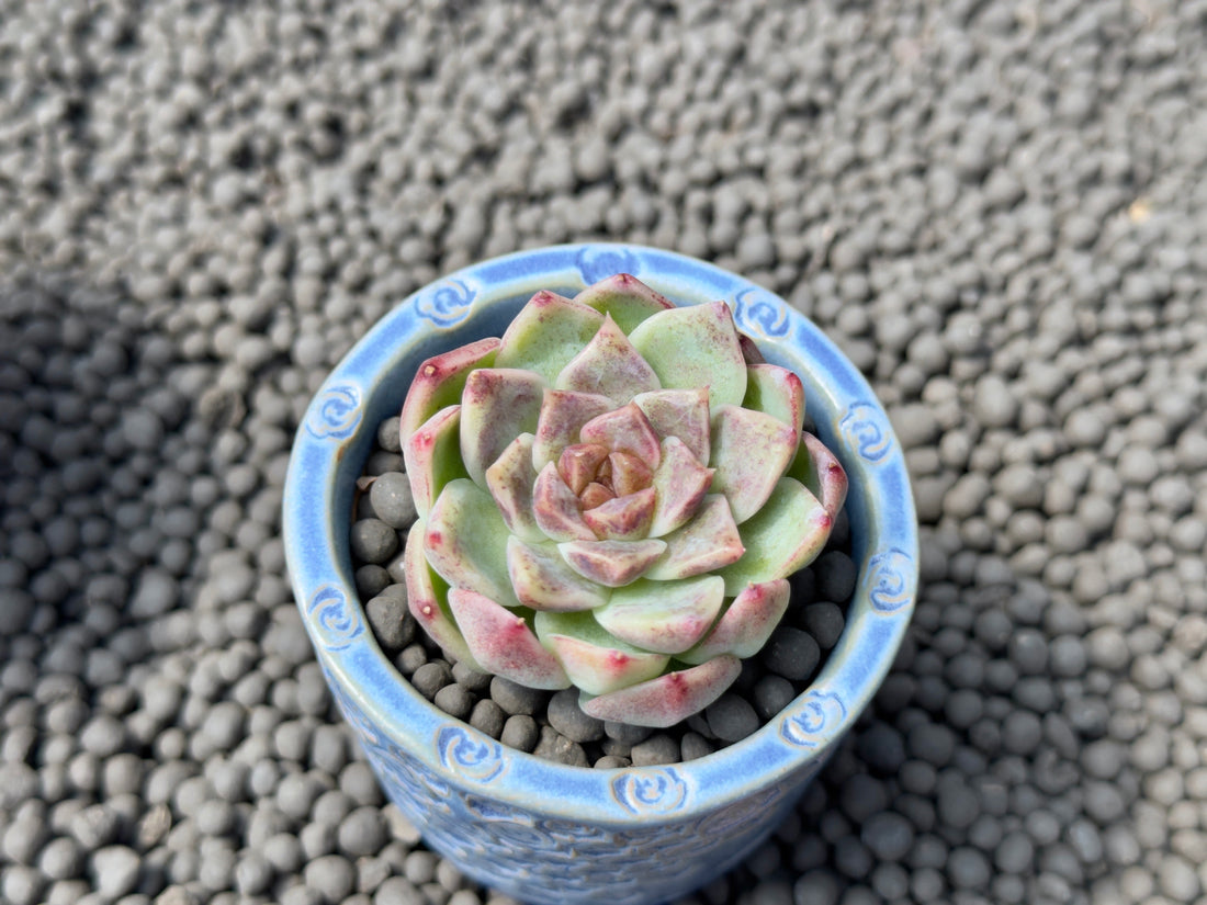 Echeveria Dark Circle Korean Succulent Plant Changhee hybrid (Albicans x Black Rose)