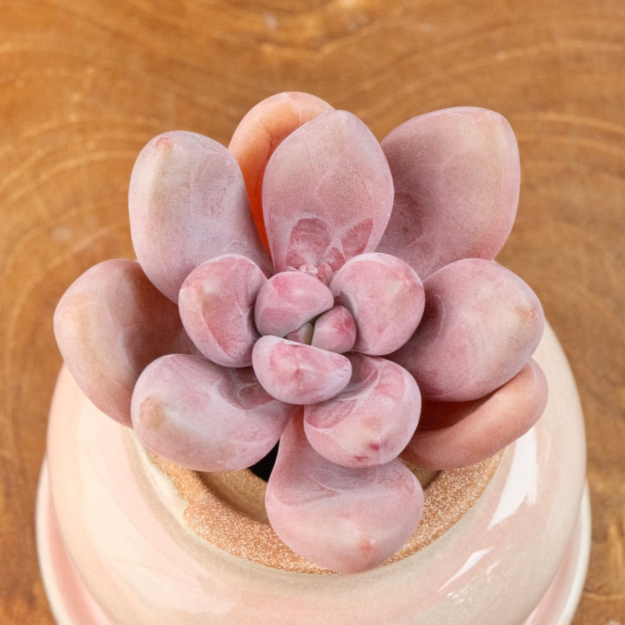 Graptoveria Diamante Rosa Korean Succulent Plant