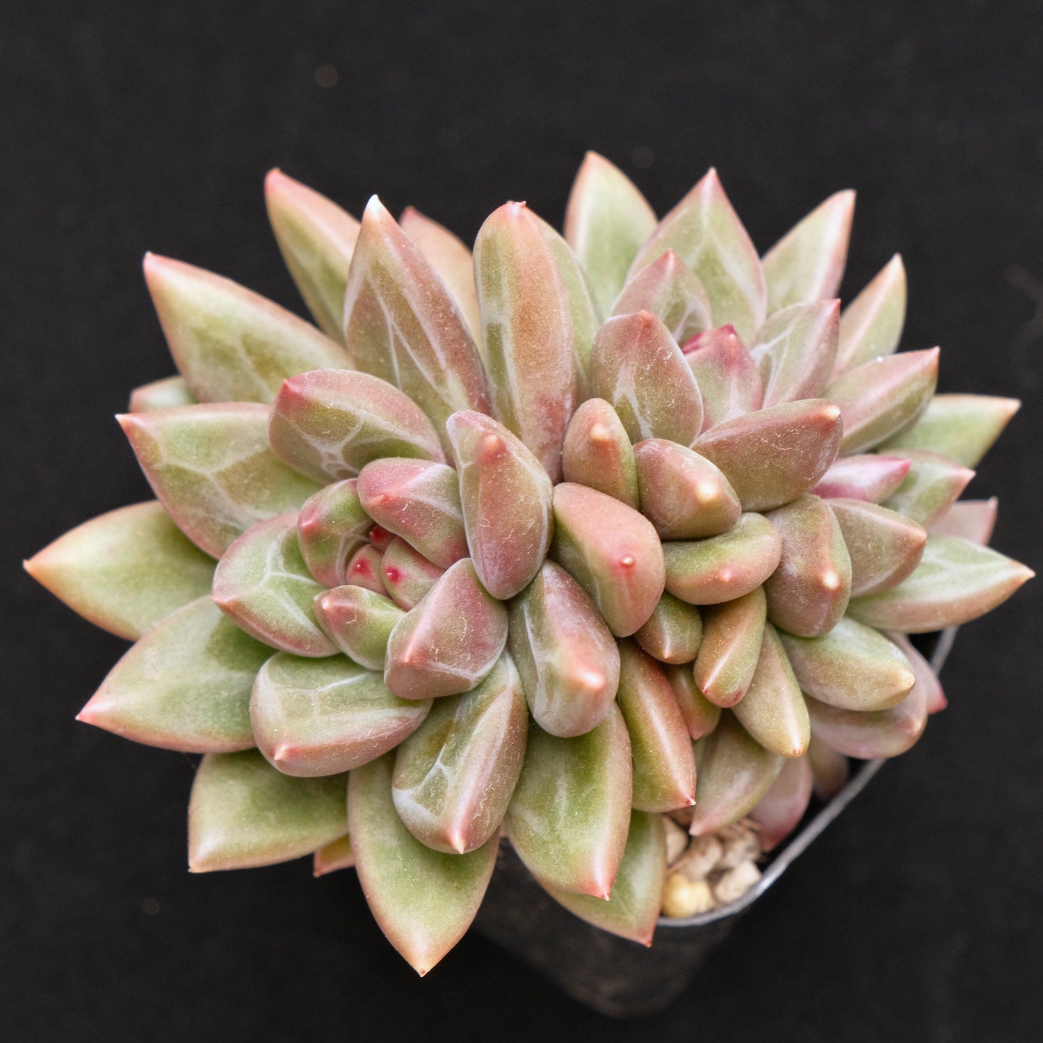 Pachyveria Tivolia cluster Korean Succulent Plant