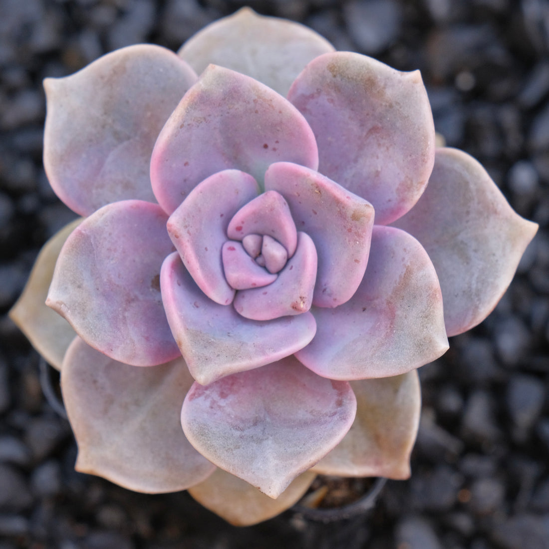 Graptoveria Purple Delight Locally Grown Succulent Plant