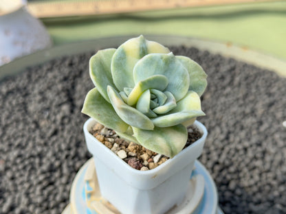 Variegated Graptoveria Lovely Rose Imported Succulent Plant