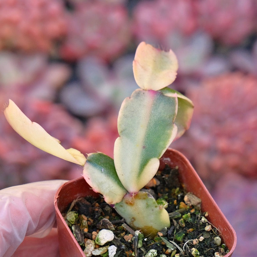 Variegated Christmas Cactus Succulent Plant