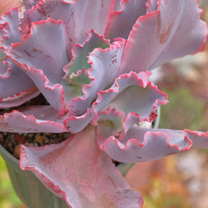 Crested Echeveria Red Trump Succulent Plant Dick Wright Hybrid