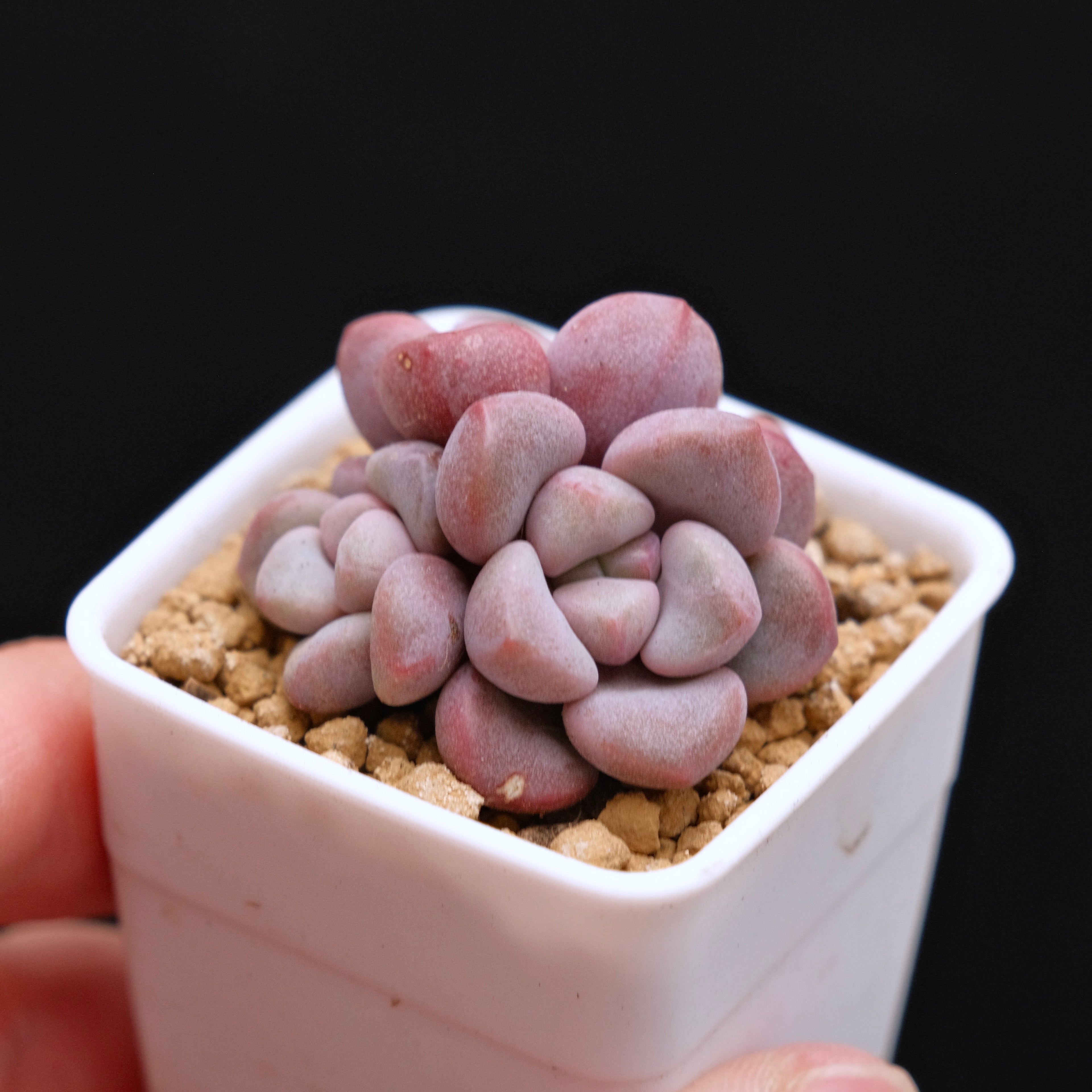 Graptopetalum Polari Heart babies Korean Succulent Plant