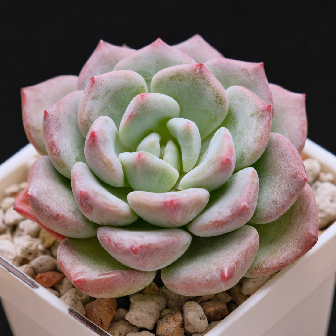 Echeveria Snow Mochi Imported Succulent Plant *New* 雪媚娘