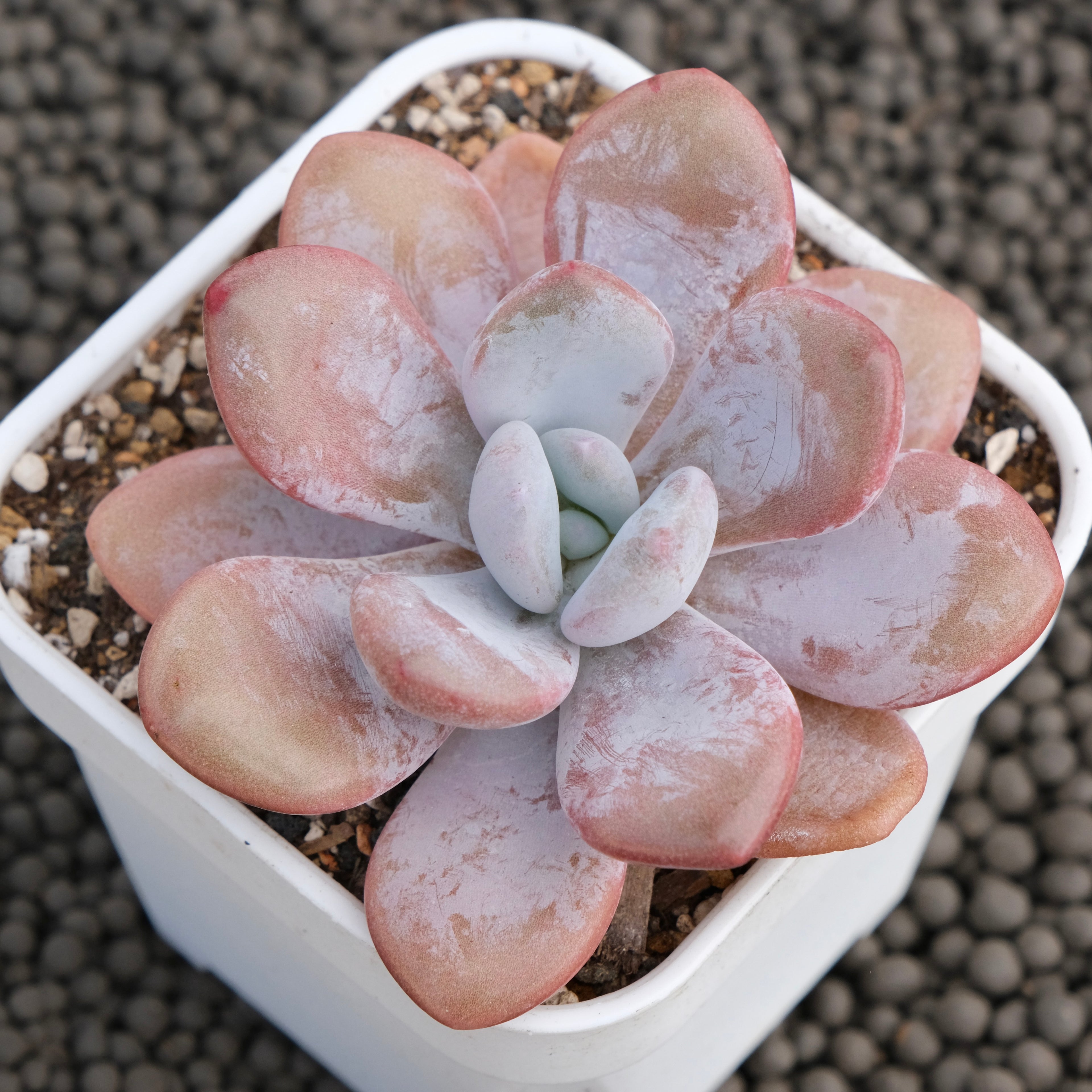 Graptoveria Lala Korean Succulent Plant