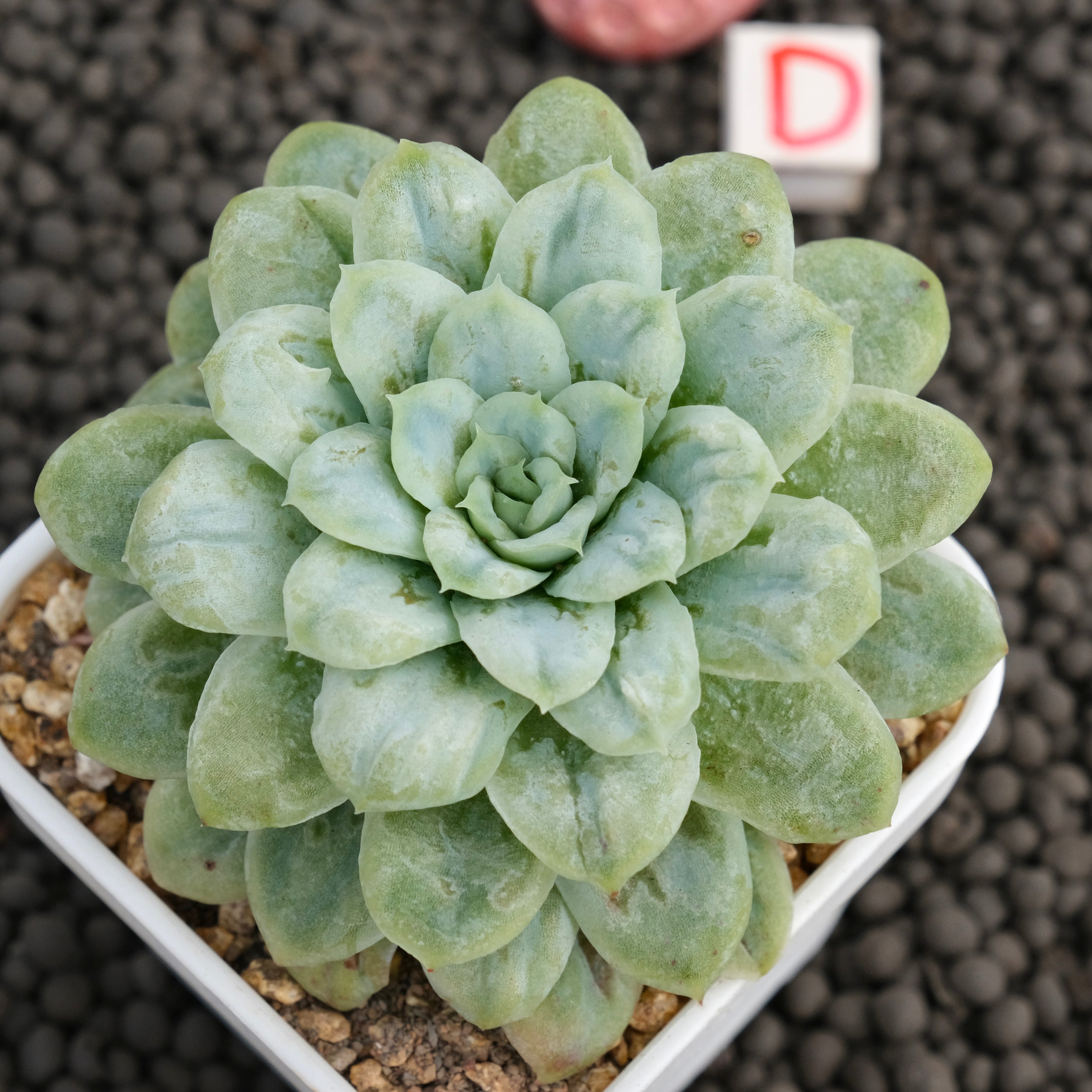 Big Echeveria Bubble Rose Imported Succulent Plant