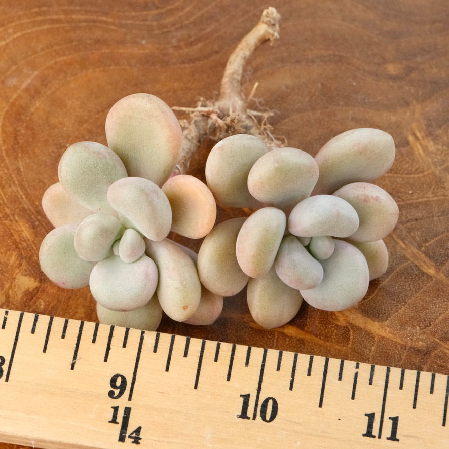 Graptoveria White Americano Korean Succulent Plant