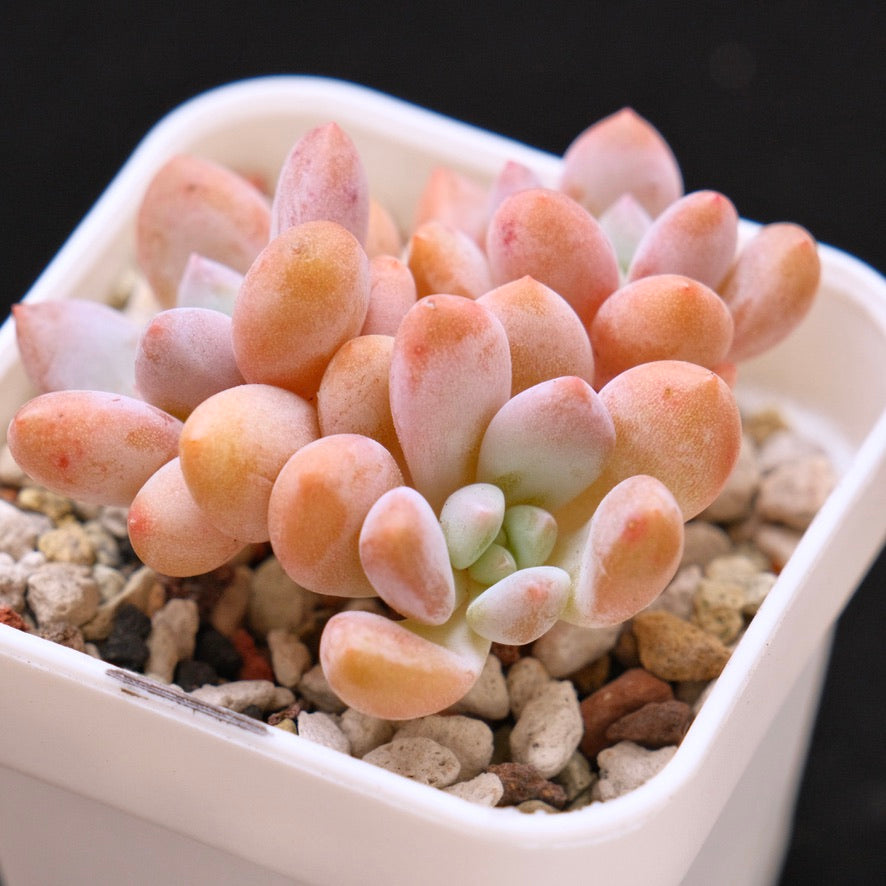 Pachyveria Venus Korean Succulent Plant