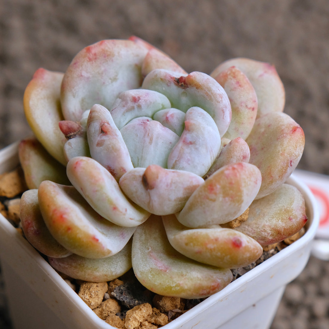 Monstrose Echeveria Monroe Imported Succulent Plant - D