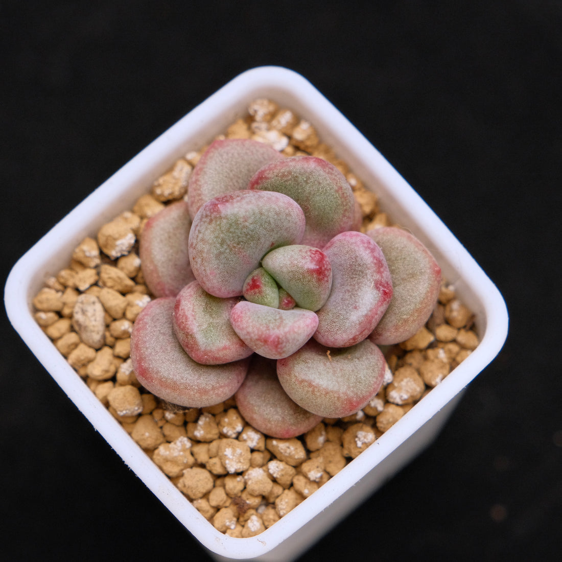 Graptoveria Migum baby Korean Succulent Plant