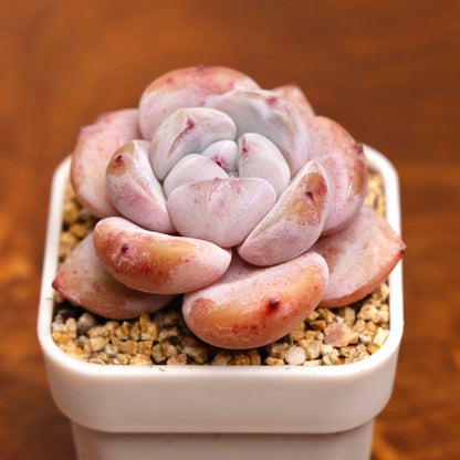 Echeveria Snow White Imported Succulent Plant