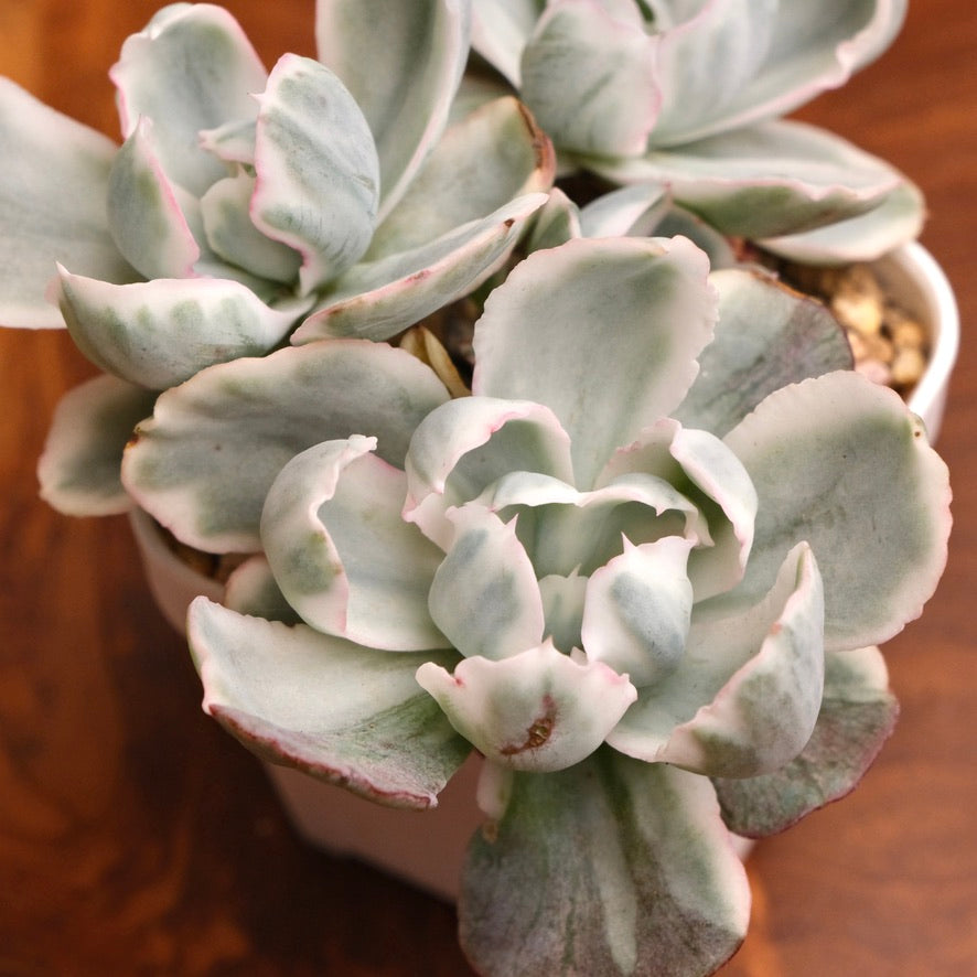 Variegated Echeveria Berkeley Light Imported Succulent Plant (Not recommended for indoor growing)