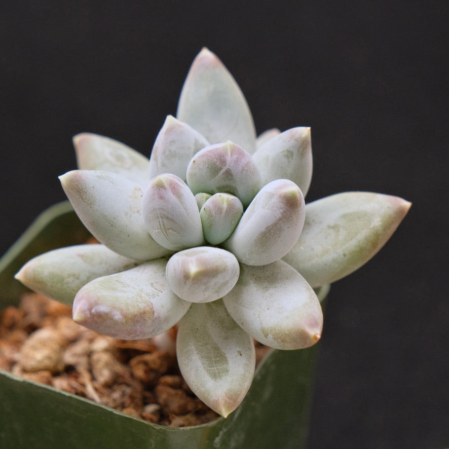 Pachyveria Cloud Finger Korean Succulent Plant