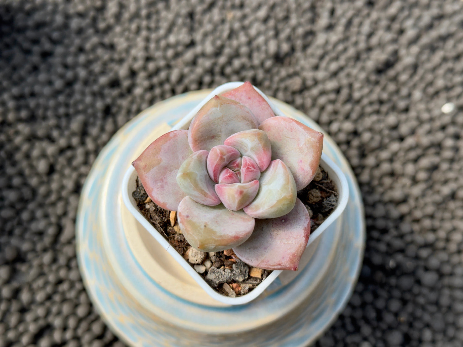 Pachyveria Damian Imported Succulent Plant