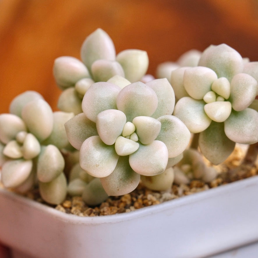 Variegated Graptopetalum Mendozae Korean Succulent Plant