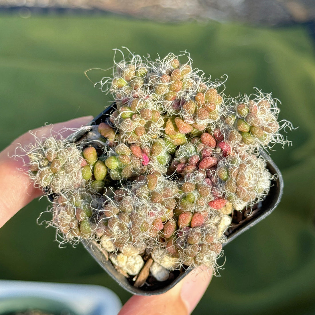 Anacampseros crinita Korean Succulent Plant