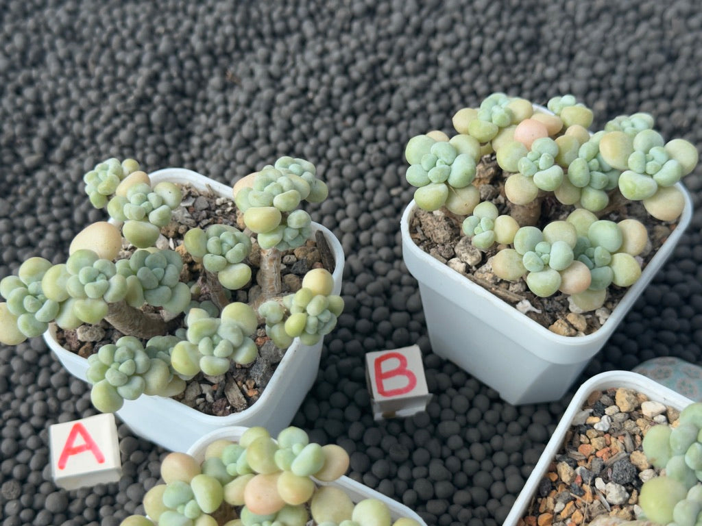 Graptosedum Rococo Imported Succulent Plant