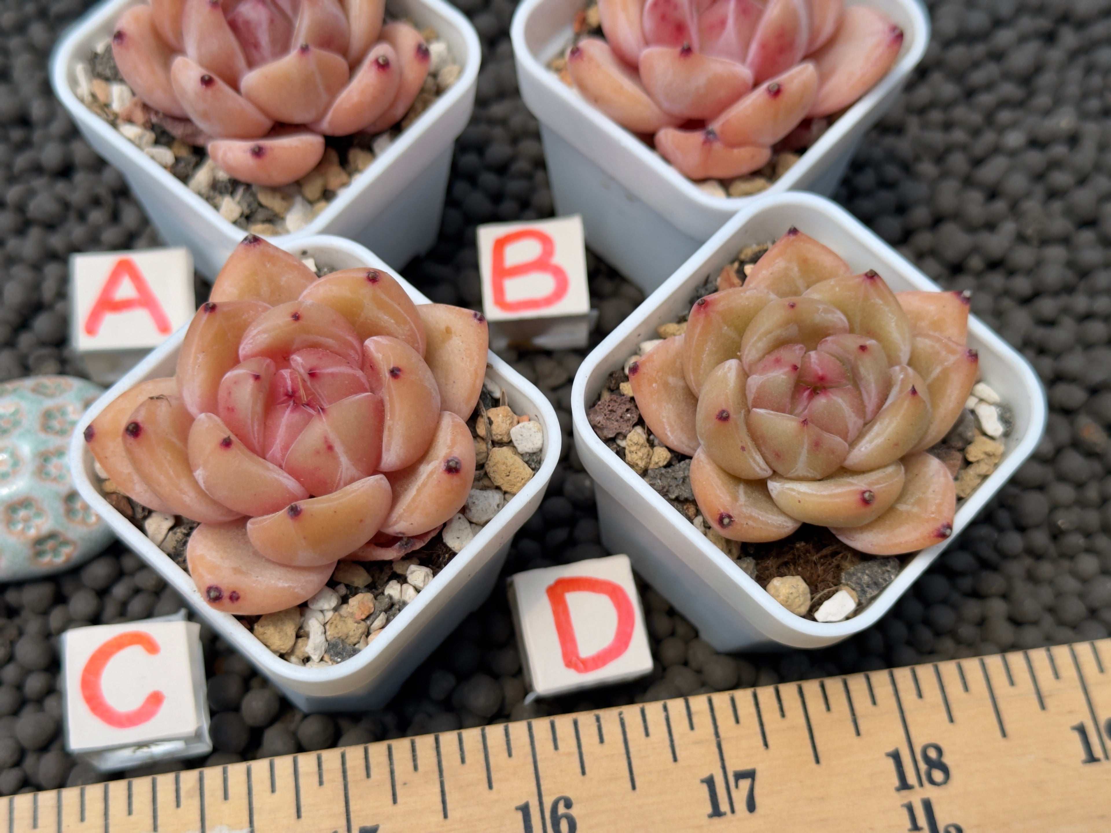 Echeveria Aries Imported Succulent Plant