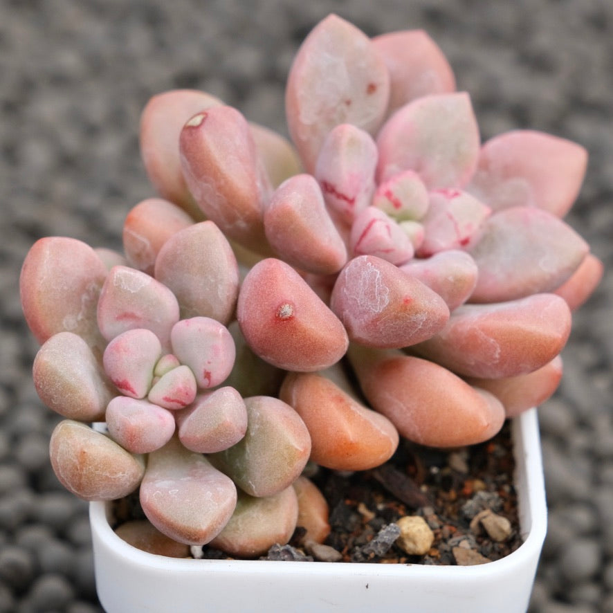 Graptopetalum Polari Heart Korean Succulent Plant