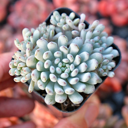 Graptopetalum Blue Beans Succulent Plant