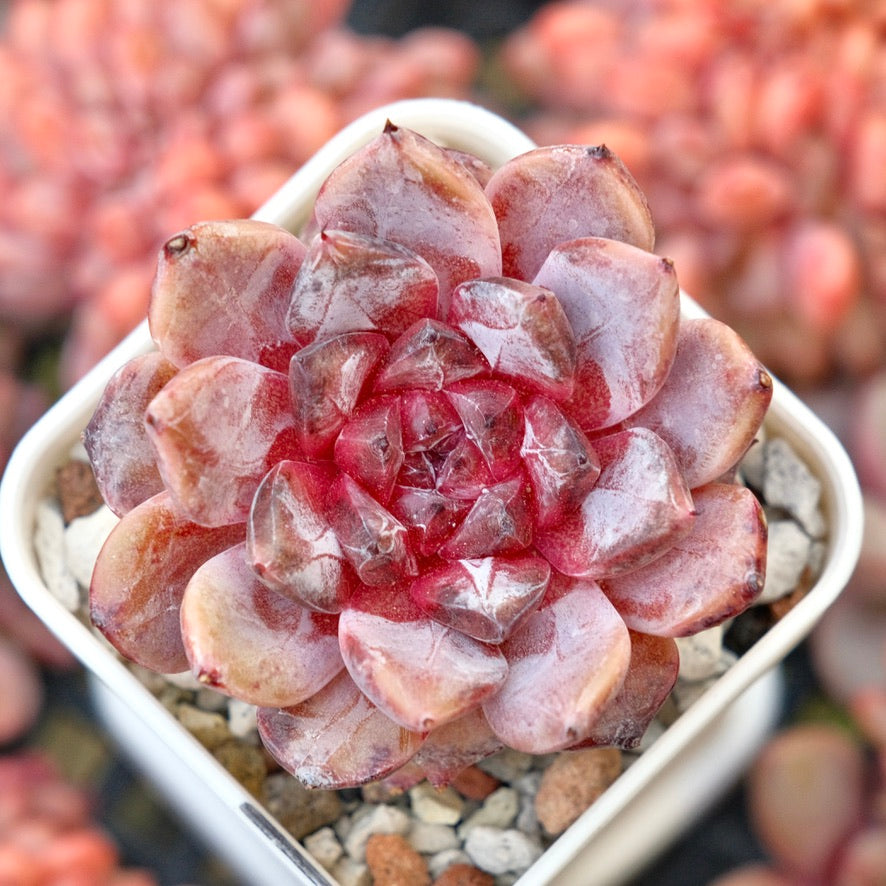 Echeveria Jelly sp Korean Succulent Plant *New*