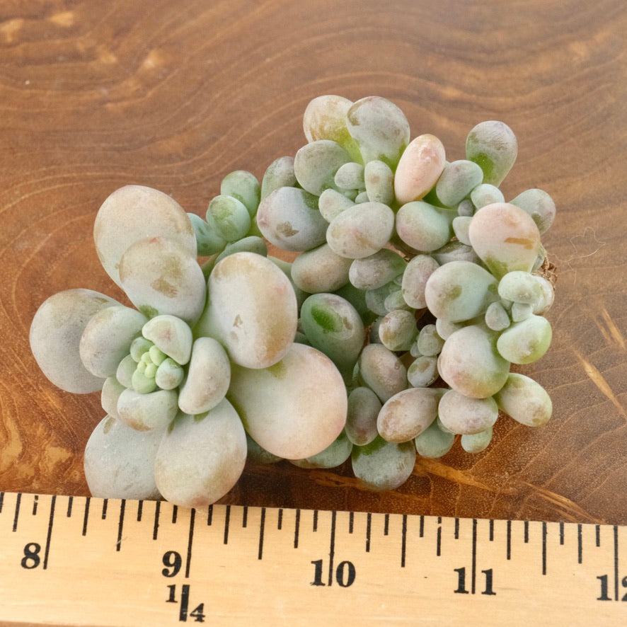 Big Graptosedum Miul Korean Succulent Plant