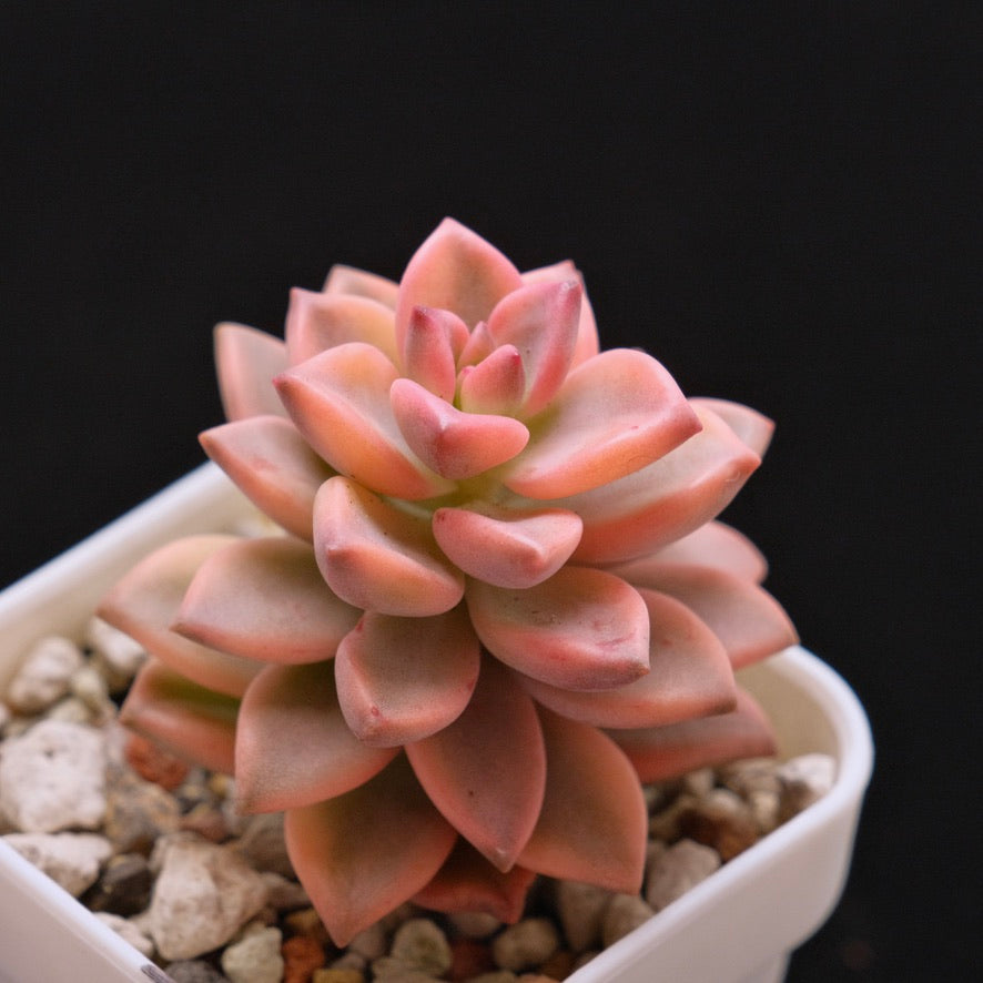 Variegated Graptosedum Armange Korean Succulent Plant