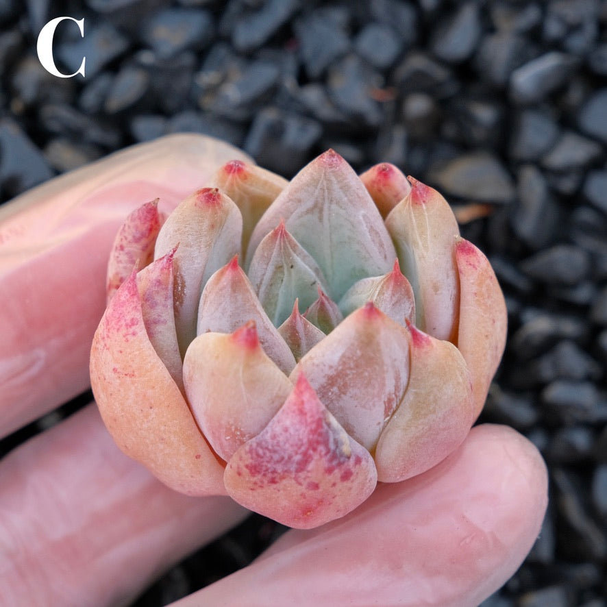 *New* Echeveria tolimanensis hybrid C Korean Imported Succulent Plant