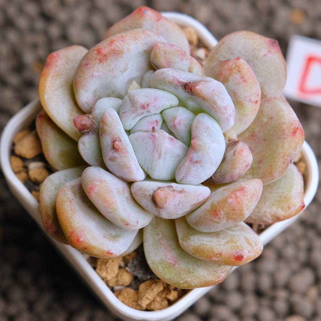 Monstrose Echeveria Monroe Imported Succulent Plant - D