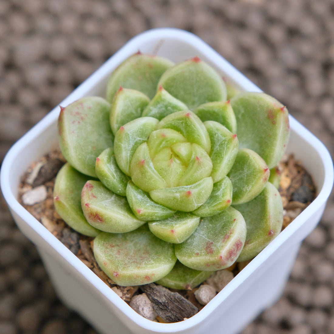 Echeveria Sky Jelly Imported Succulent Plant -A