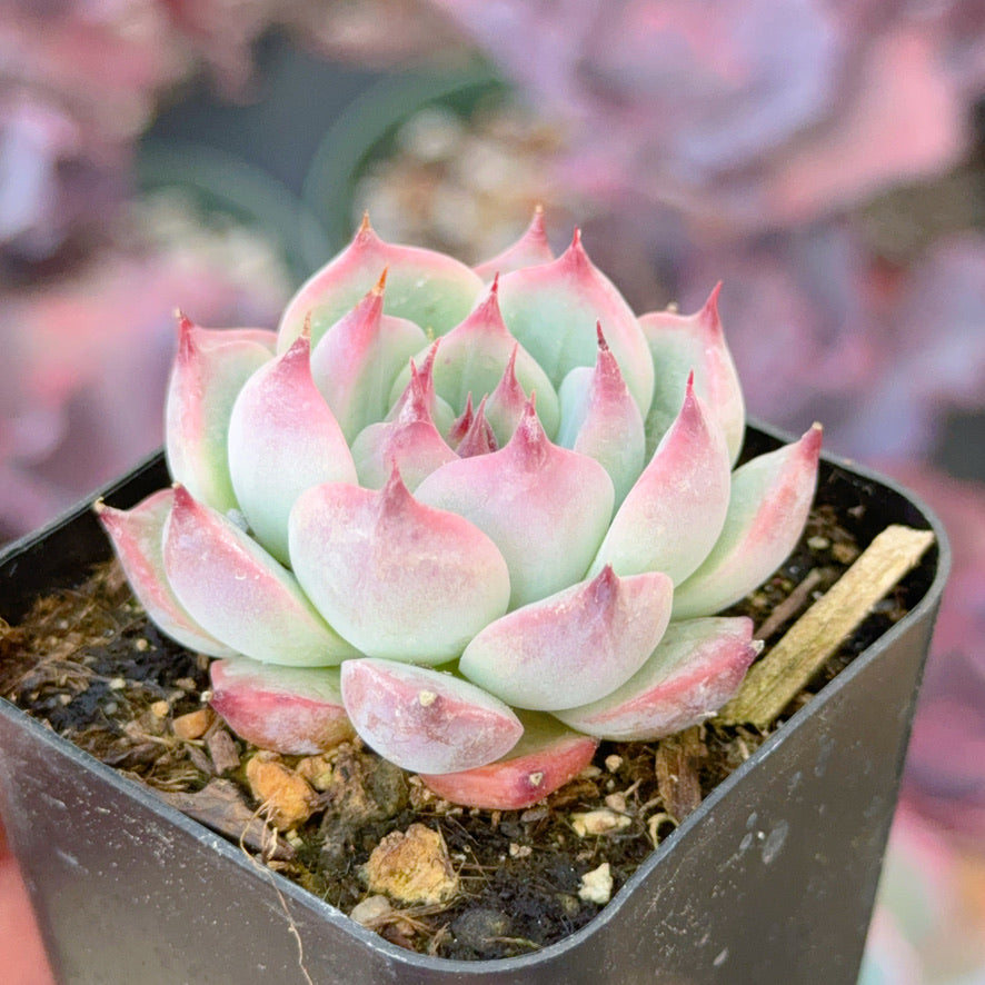 Echeveria chihuahuaensis Succulent Plant