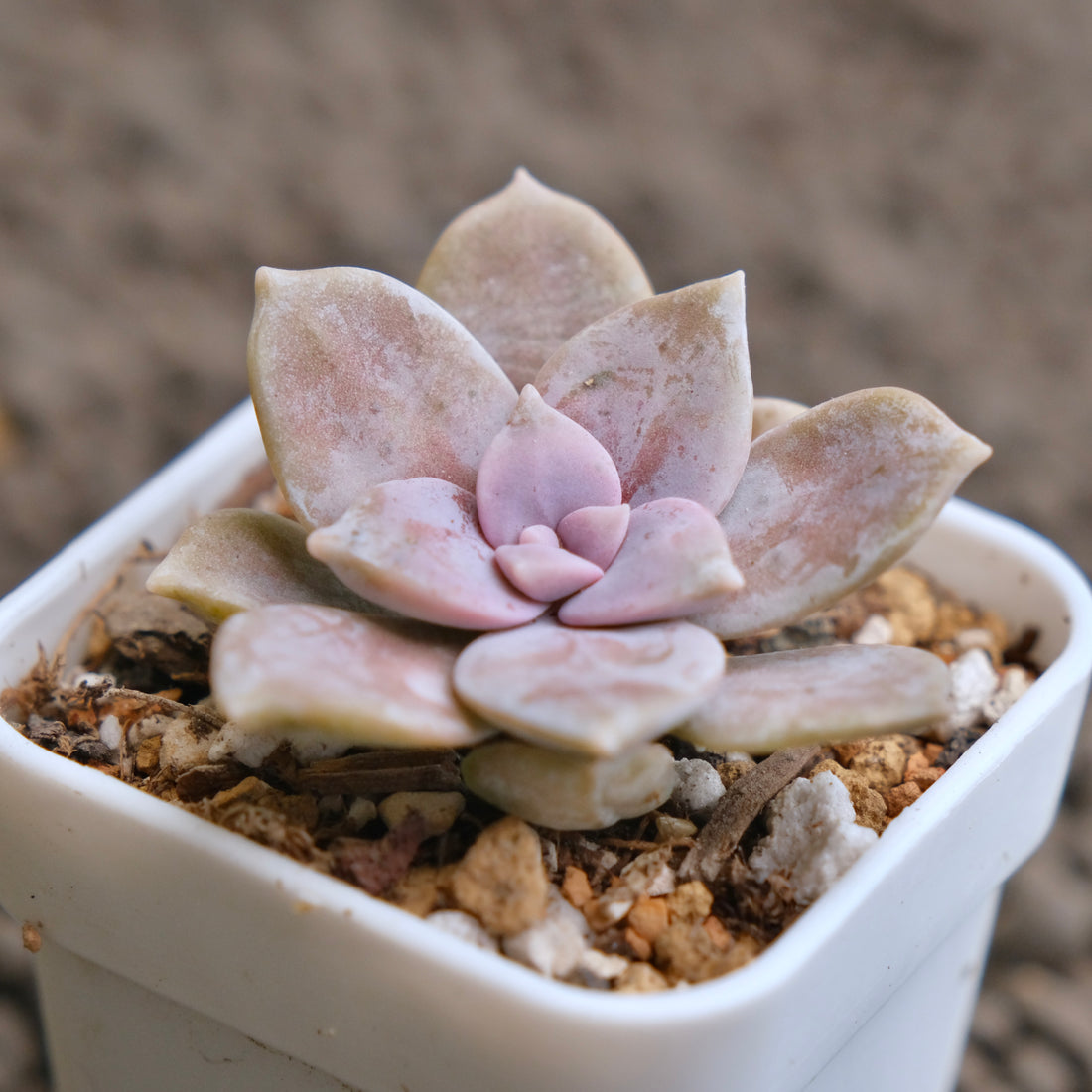 Graptopetallum Murasaki Imported Succulent Plant