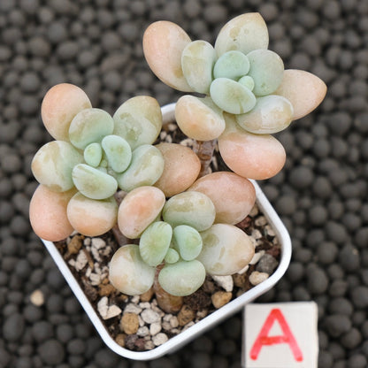 Graptosedum Jelly Finger Imported Succulent Plant