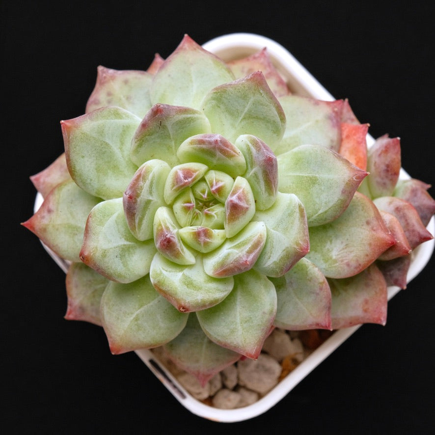 Big Echeveria colorata hybrid Korean Succulent Plant