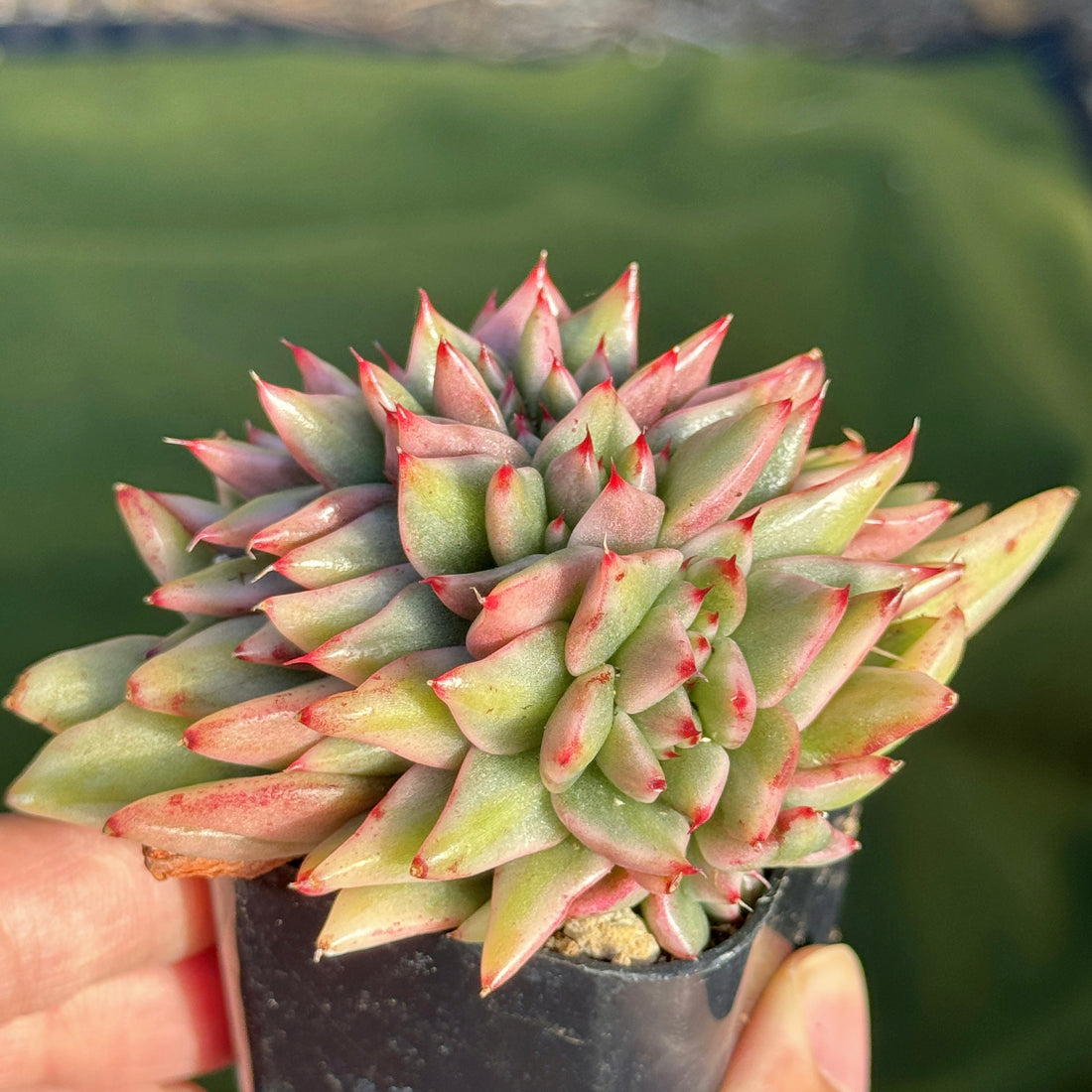 Variegated Echeveria Elkhorn cristata Korean Succulent Plant