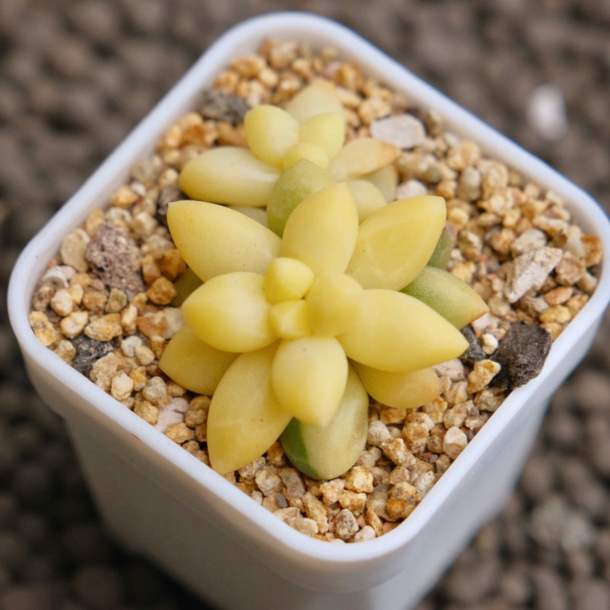 Variegated Pachyphytum Compactum double Imported Succulent Plant