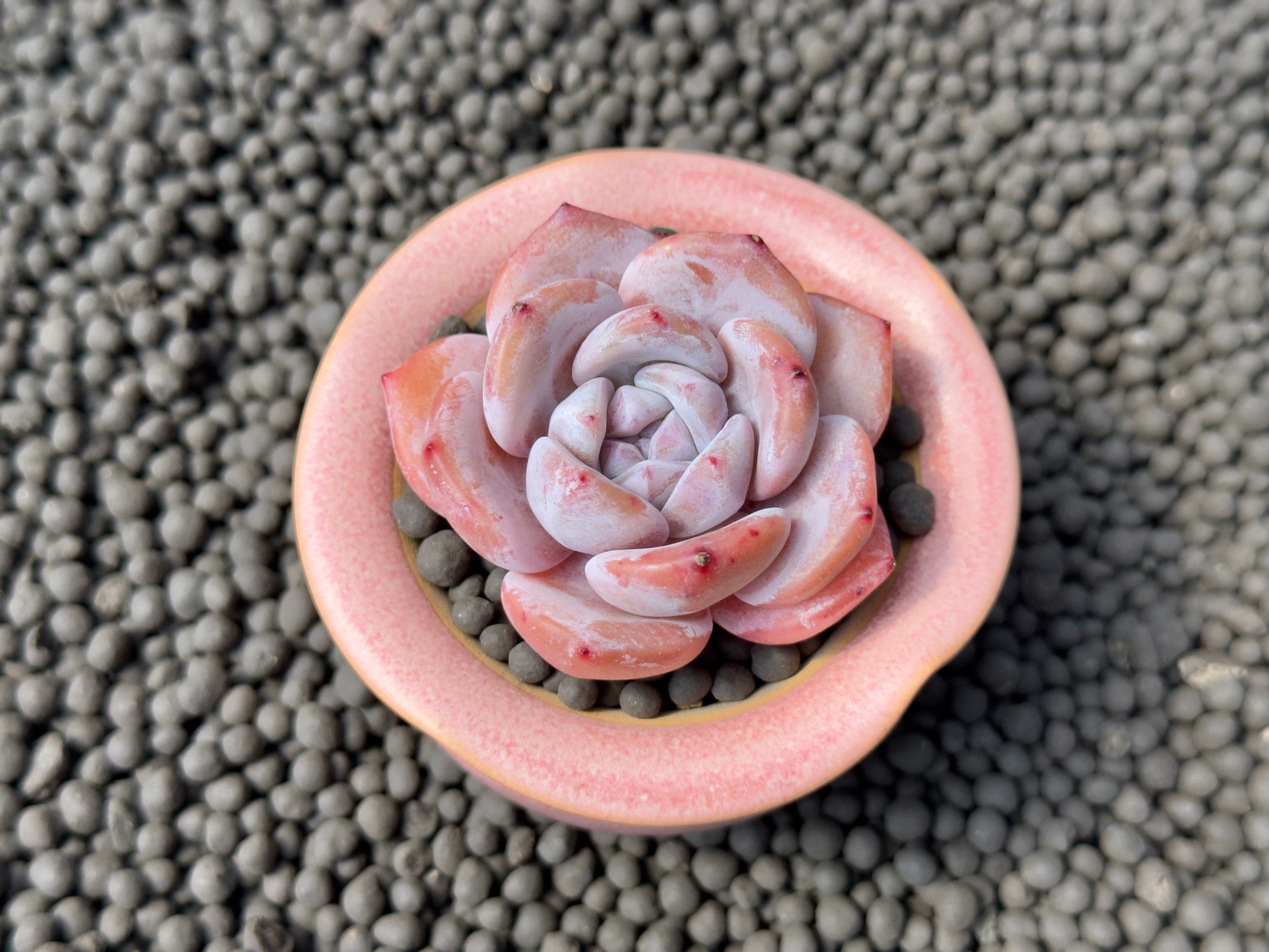 Echeveria Snow White Imported Succulent Plant