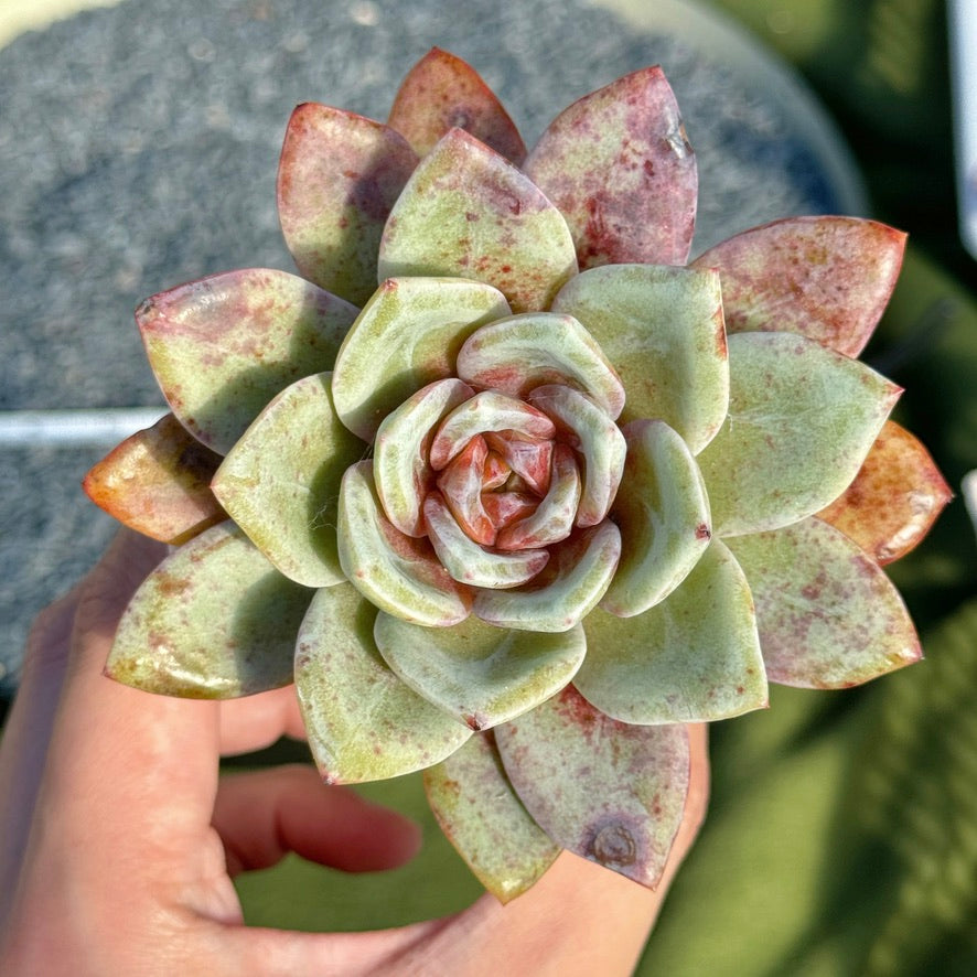 Big Echeveria German Champagne Korean Succulent Plant