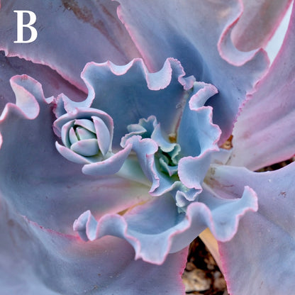 Echeveria Cinderella II - Rare Dick Wright hybrid - B