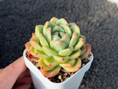 Echeveria Shallot Imported Succulent Plant