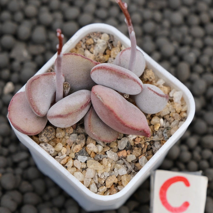 Adromischus Red Egg Imported Succulent Plant