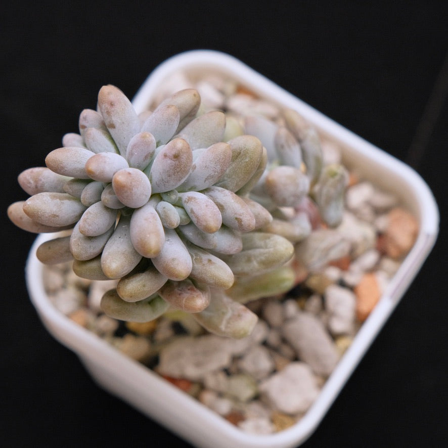 Crested Pachyphytum brachetti Korean Succulent Plant