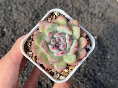 Echeveria Cherry Shadow Korean Succulent Plant