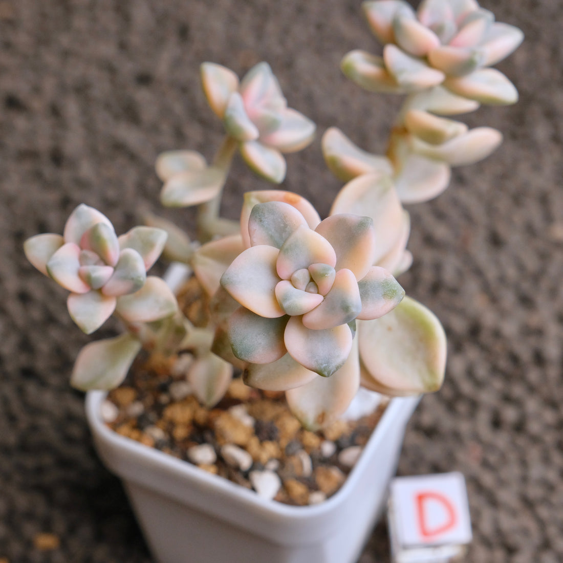 Graptoveria Titubans variegated Imported Succulent Plant - D