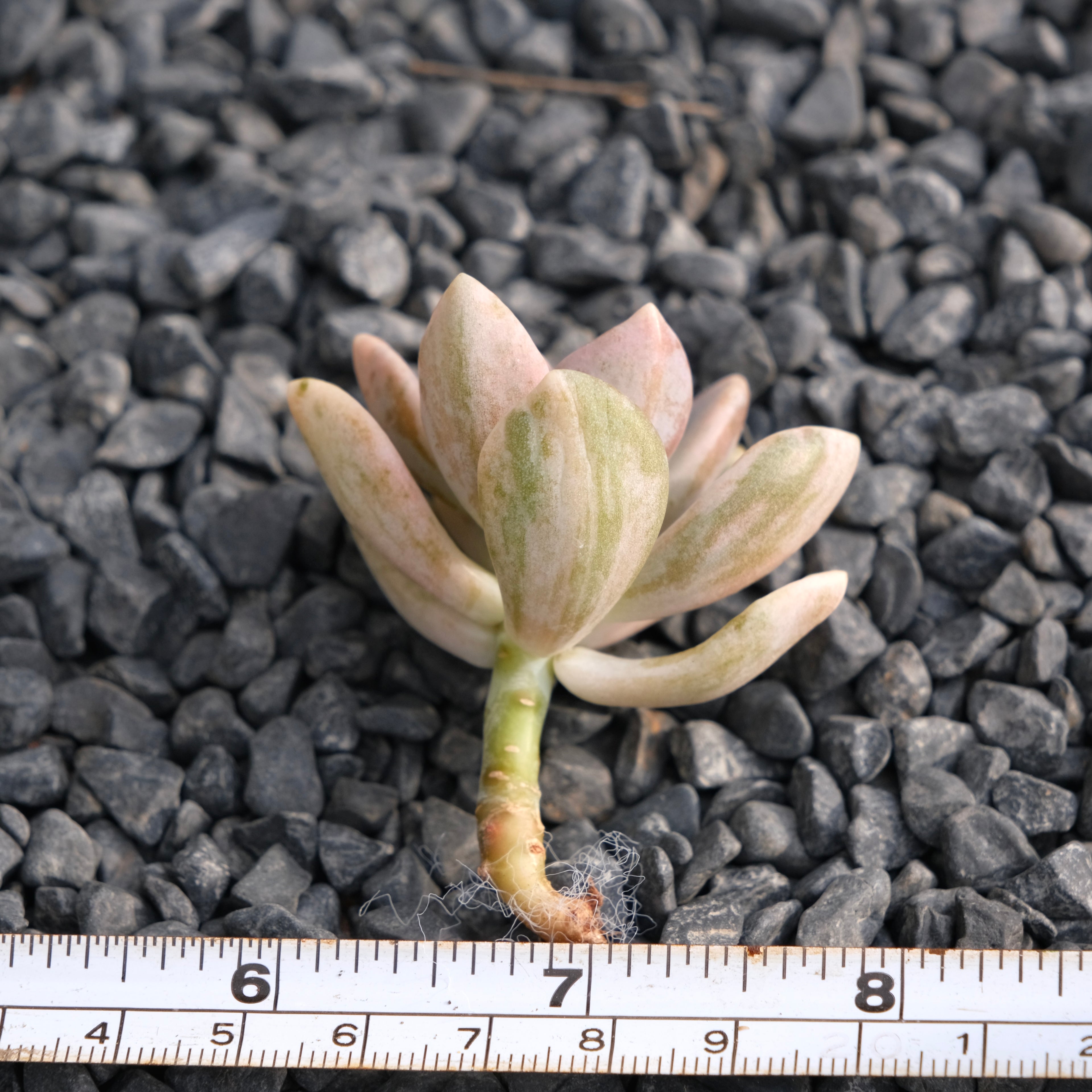 Var Graptophytum Supreme Korean Succulent Plant