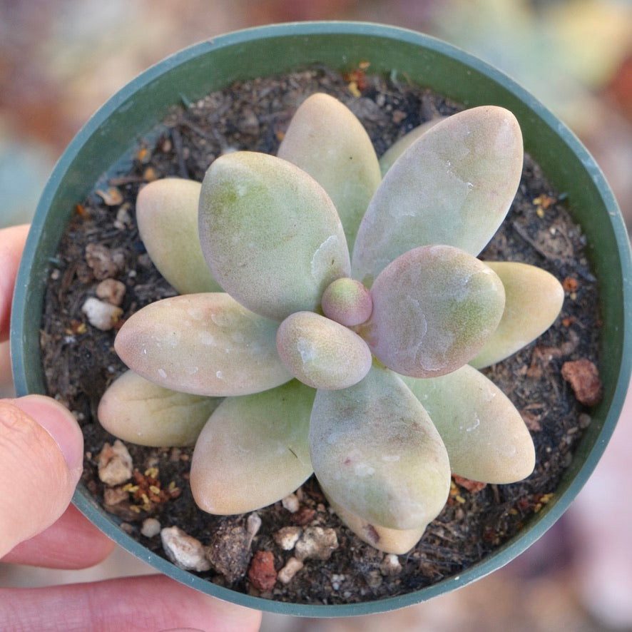 Pachyphytum fittkaui Succulent Plant